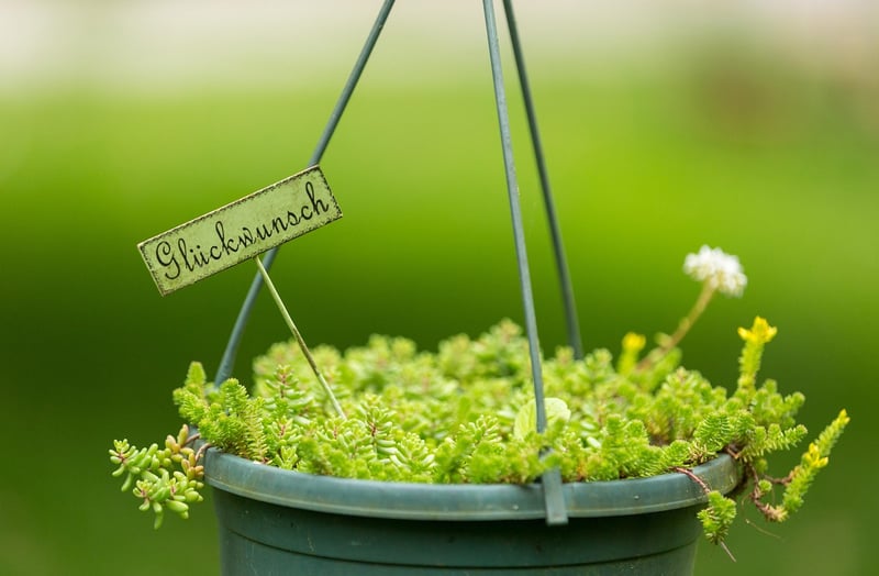 Hanging Pot Creations