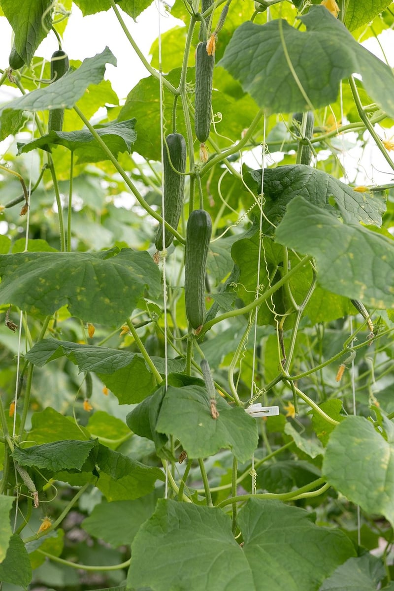 Cucumbers