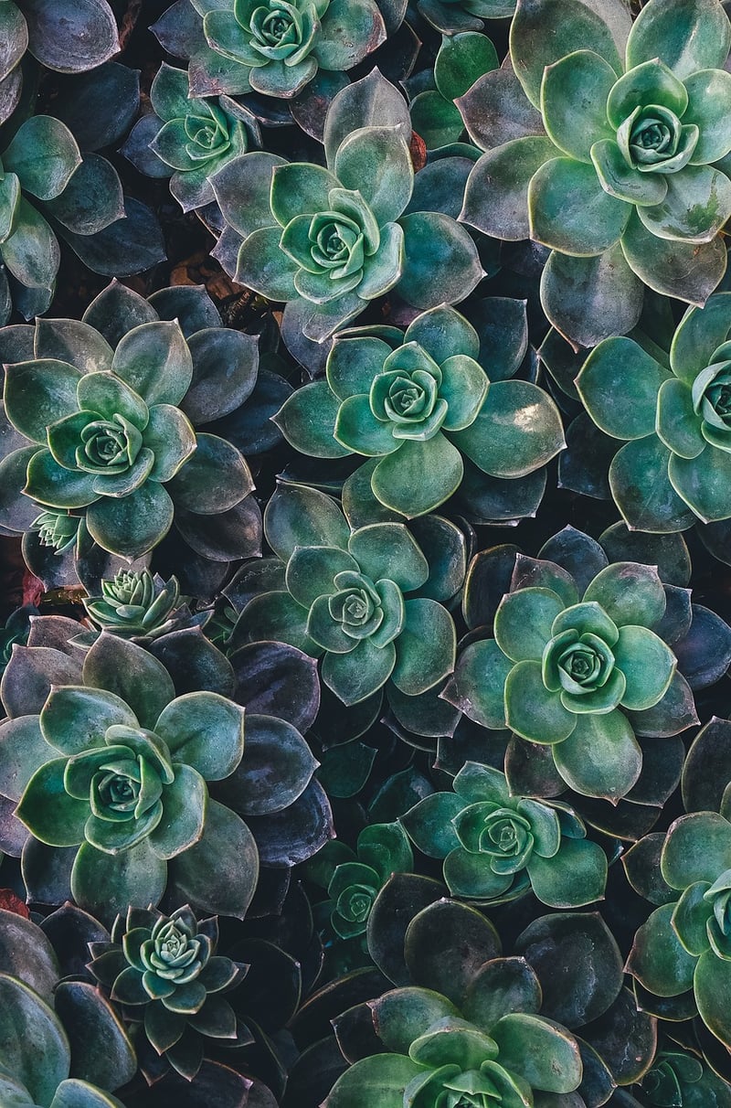 Succulent Display